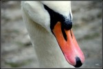 Big Swan is watching You